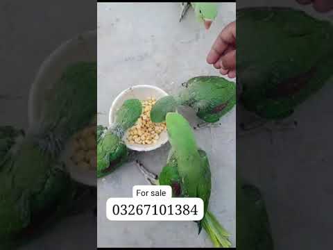 #saleupdate #male #pet #bird #parrot #pigeon #upcomingsale 🥰🥳😍😘subscribe chanel