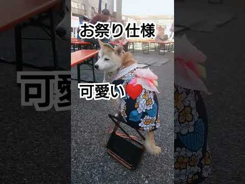 お祭り仕様の犬(ワンちゃん)発見！佐原の大祭秋祭り２０２４年 初日 千葉県香取市佐原 ユネスコ無形文化遺産