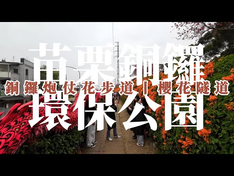 苗栗縣丨銅鑼鄉丨環保公園丨銅鑼炮仗花步道丨銅鑼櫻花隧道丨Osmo Action3