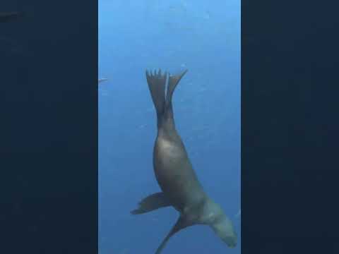 アシカがイワシ玉を花火にした‼️ The sea lion turned sardine balls into fireworks🤣