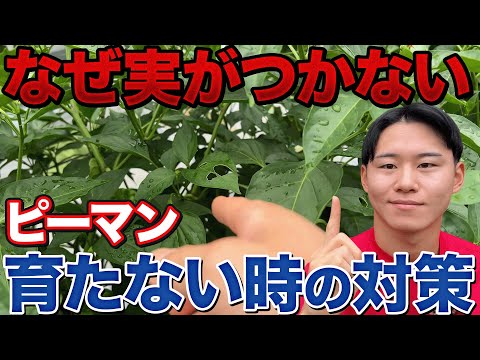 【肥料の量が大切！】ピーマン栽培で花芽や実がつかないのには理由があります