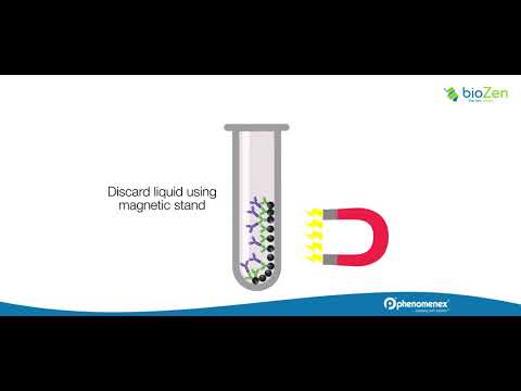 How to Isolate Proteins and Peptides with Streptavidin Magnetic Beads