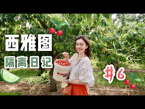 VLOG #6 | 摘雷尼尔樱桃 Rainier Cherry U pick | 华州特产海鲜美食 | 独立日怎么过