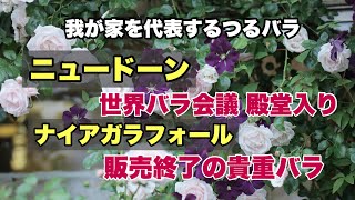 2023 emuzu rosegarden より つるバラ「ニュードーンとナイアガラフォール」