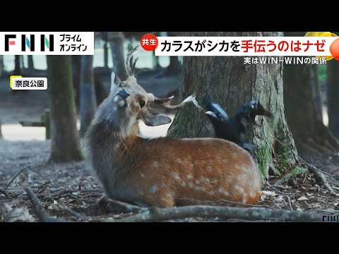 奈良公園のシカの角をカラス食べた？実はウィンウィンの関係で角の皮はぐ