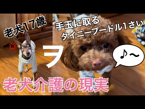 老犬を手玉に取るタイニープードル１さい♡現実って・・・ｗ【老犬介護】