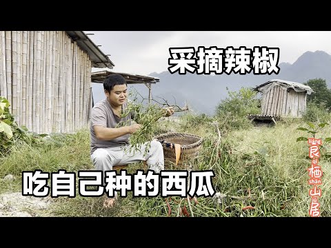 想把辣椒采摘完，没想到下雨了，只好去把看着长大的西瓜吃了