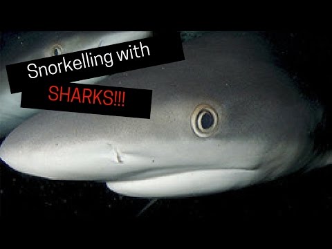 Sharks in the Dark experience!