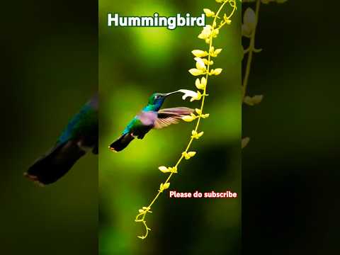 Hummingbird #shorts #shortsfeed #trending #birdslover #hummingbird #DreamScreenAI #nature #birds