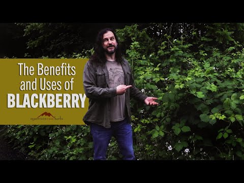 The Benefits and Uses of Blackberry with jim mcdonald