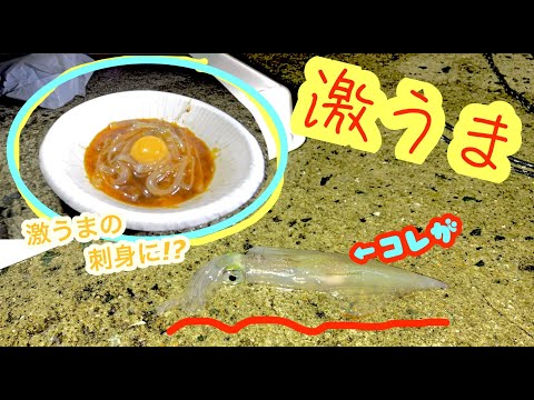 釣れたてのイカ！刺身で優勝していく！