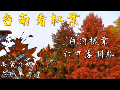 台南看紅葉 六甲落羽松 與 白河楓葉 / 一次看完兩種紅葉 /在地羊肉爐美食推薦