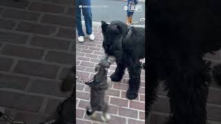 Giant and miniature schnauzers form unlikely friendship