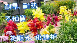 耐旱、耐酷热、花期超长的金鱼草/Snapdragon 。【莎拉养花】