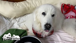 すごい食欲でご飯をたくさん食べているルンルンです　Great Pyrenees　グレートピレニーズ