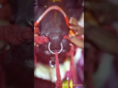 #sadar #diwali #dipawali #crackers #cow #bull #youtube #youtubeshorts #instagram #special #varitey