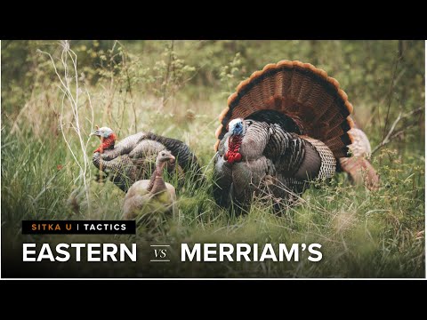 How to Call Wild Turkeys from East to West