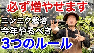 【今年は注意】ニンニクの必ず収穫できる育て方教えます　　　　　　　　　【カーメン君】【園芸】【ガーデニング】【初心者】