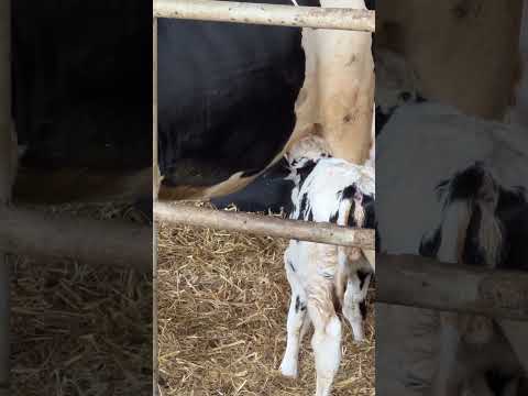 Farm Cows #shorts #fyp #cow #feeding #milking #hoofing