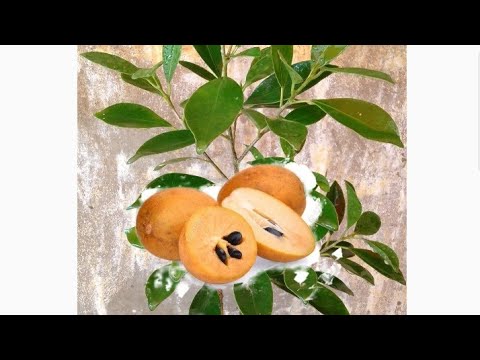 How TO TAKE CARE OF SAPODILLA PLANT ( CHEEKO)FRUITTREE