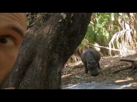 【荒野求生】德爷非洲荒野求生，与沸沸对哄，被河马怒视，一颗坚果吃到撑！