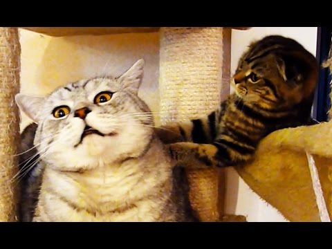 Funny Scottish Fold Kitten annoying lazy Cat