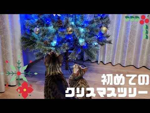 ワクワクな初めてのクリスマスツリー♪のはずが…