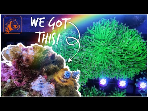 We Visit Gee Marine | Awesome Aussie Corals | Local Fish Store Tour