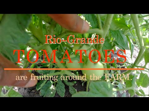 Rio Grande TOMATOES Thriving on the Farm After the Rain #Farmer