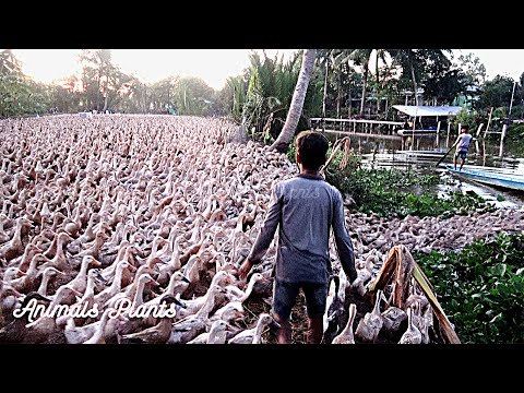 The Duck | Duck | How are ducks laying more than 10,000 ducks put on a field truck?.Animals Plants