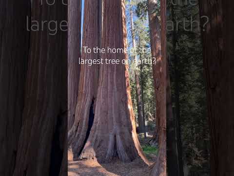 Largest tree on earth? Sequoia National Park #travelvlog #travel #california #naturelovers