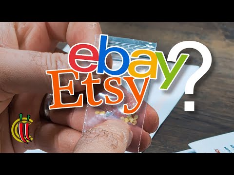 Can You Trust eBay Chilli Seeds? Let's Find Out! (2024 E01)