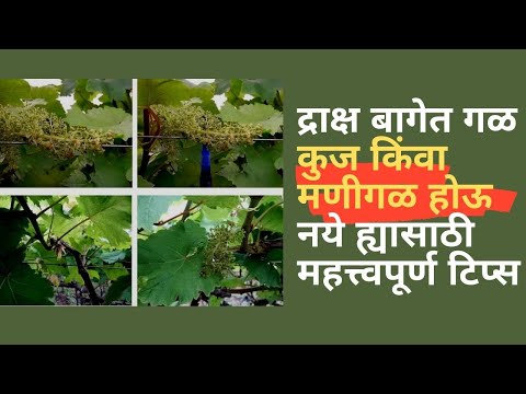 shrihari ghumare | द्राक्ष बागेत गळ कुज किंवा मणीगळ होऊ नये ह्यासाठी महत्त्वपूर्ण टिप्स