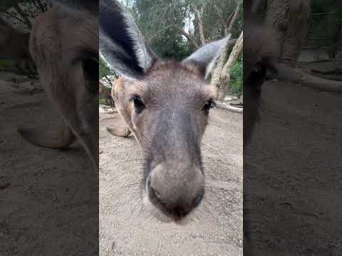 Kangaroo boops #shorts