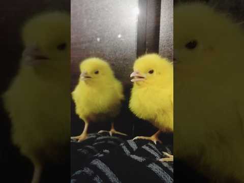 Chicks rainbow - chick sound - cute baby chicken #chicks #hen #cute #birds