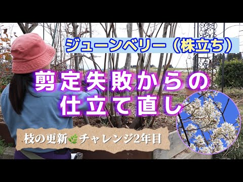 ジューンベリー （株立ち）🌿剪定失敗からの仕立て直し★チャレンジ2年目❗️