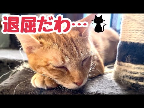 ケージの中は退屈だわ 走り回れないストレスを眠りで解消!? 優しい弟のグルーミング