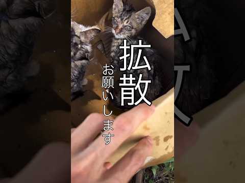 【猫ちゃんポスト】捨て猫ゼロを目指して！ #保護猫 #捨て猫 #シェルター #shorts