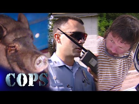 🔴 Surprising Police Discoveries: Firearms, Drugs, and a Pot-Bellied Pig | COPS TV SHOW