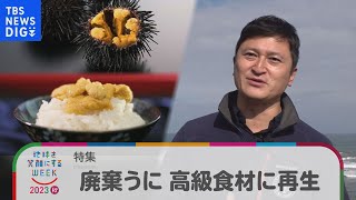 廃棄ウニを養殖し再生へ 海の環境改善も【Bizスクエア】