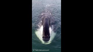 🐳ホッキョククジラ／億再生超えの自分の最も再生された動画 #Shorts