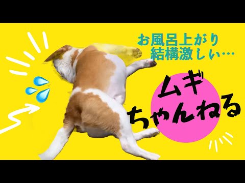 【ビーグル】ムギのシャンプー後