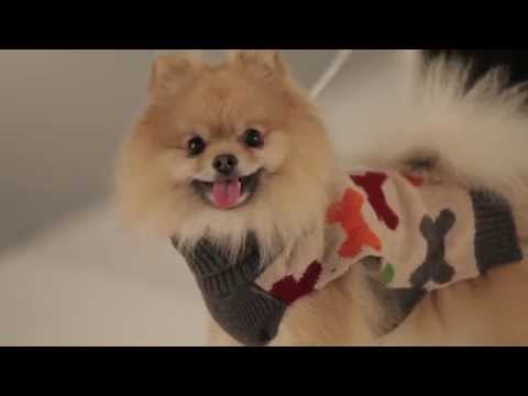 Strike-A-Paws 2014 - Wag-A-Tude Oatmeal Multi Stripe Bone Sweater