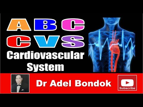 ABC of CVS, Cardiovascular System, Dr Adel Bondok Making Anatomy Simple