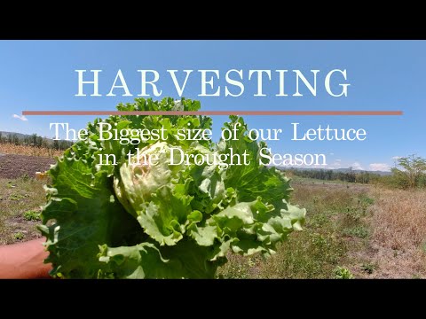 Harvesting the Biggest Size of Our Green Leaf Lettuce in the Drought Season