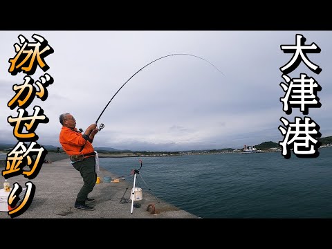 【大津港釣り】アジで泳がせ釣りしたら釣れました。