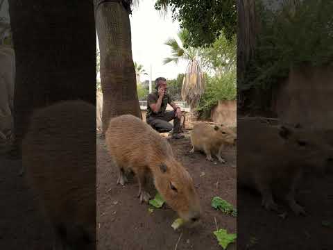 Capybaras with Rick and Marco | Amazing Wildlife Podcast