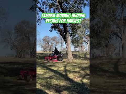 Exmark mower mowing around pecan trees for harvest #shortsvideo