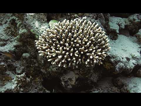 Blue Green Damselfish