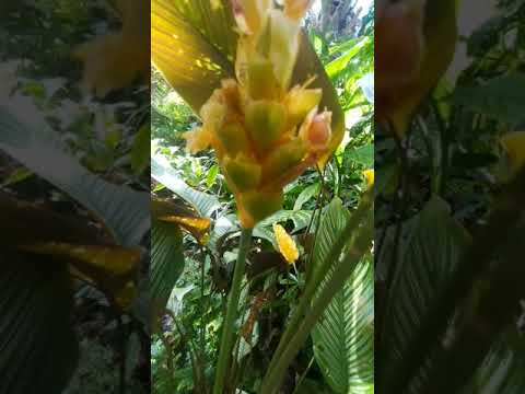 I couldn't believe calathea ornata has a very attractive flower that lasts for months #shorts